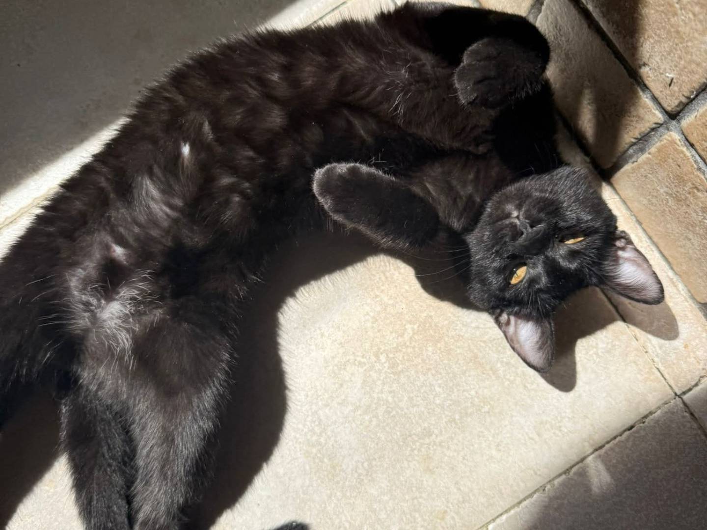 Adotta un gatto, femmina, 9 mesi, Bari