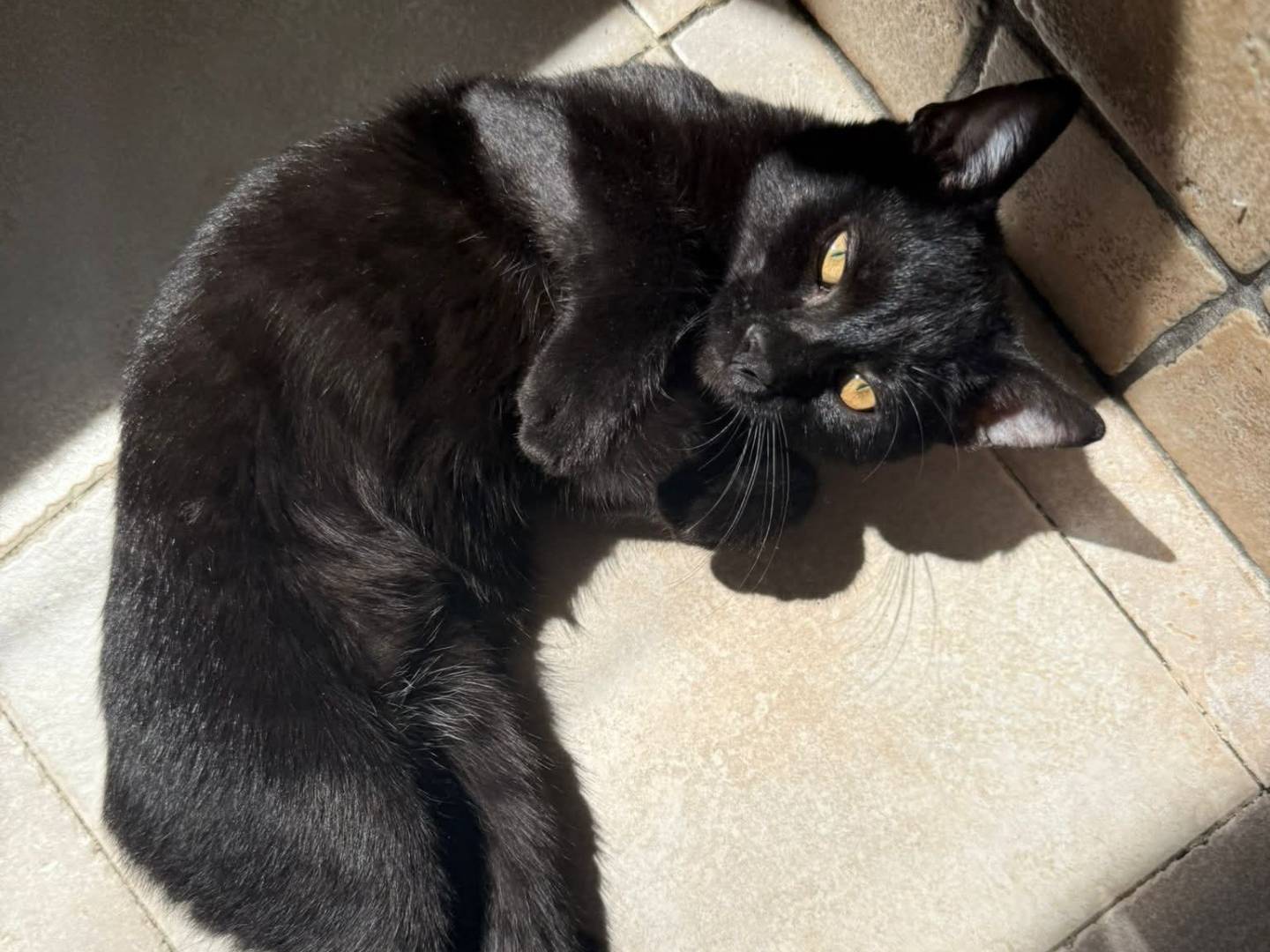 Adotta un gatto, taglia non valida, femmina, Bari