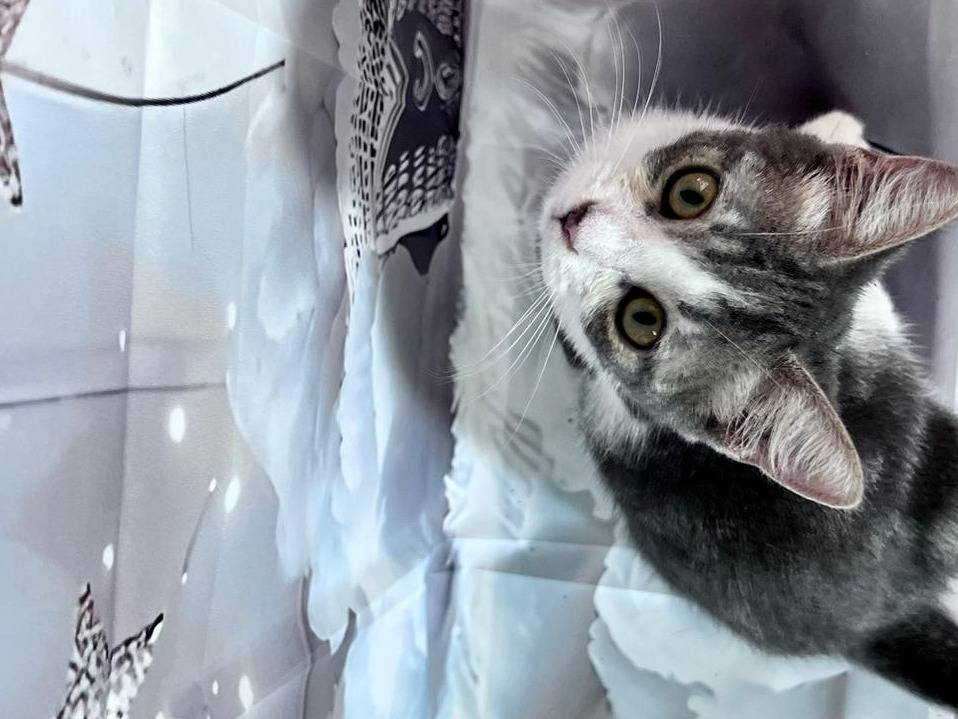 Vuoi adottare un gatto a Bari?