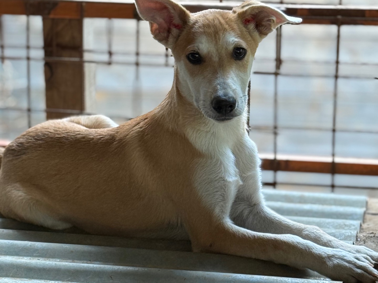 Adotta un cane, maschio, 3 mesi, Catanzaro