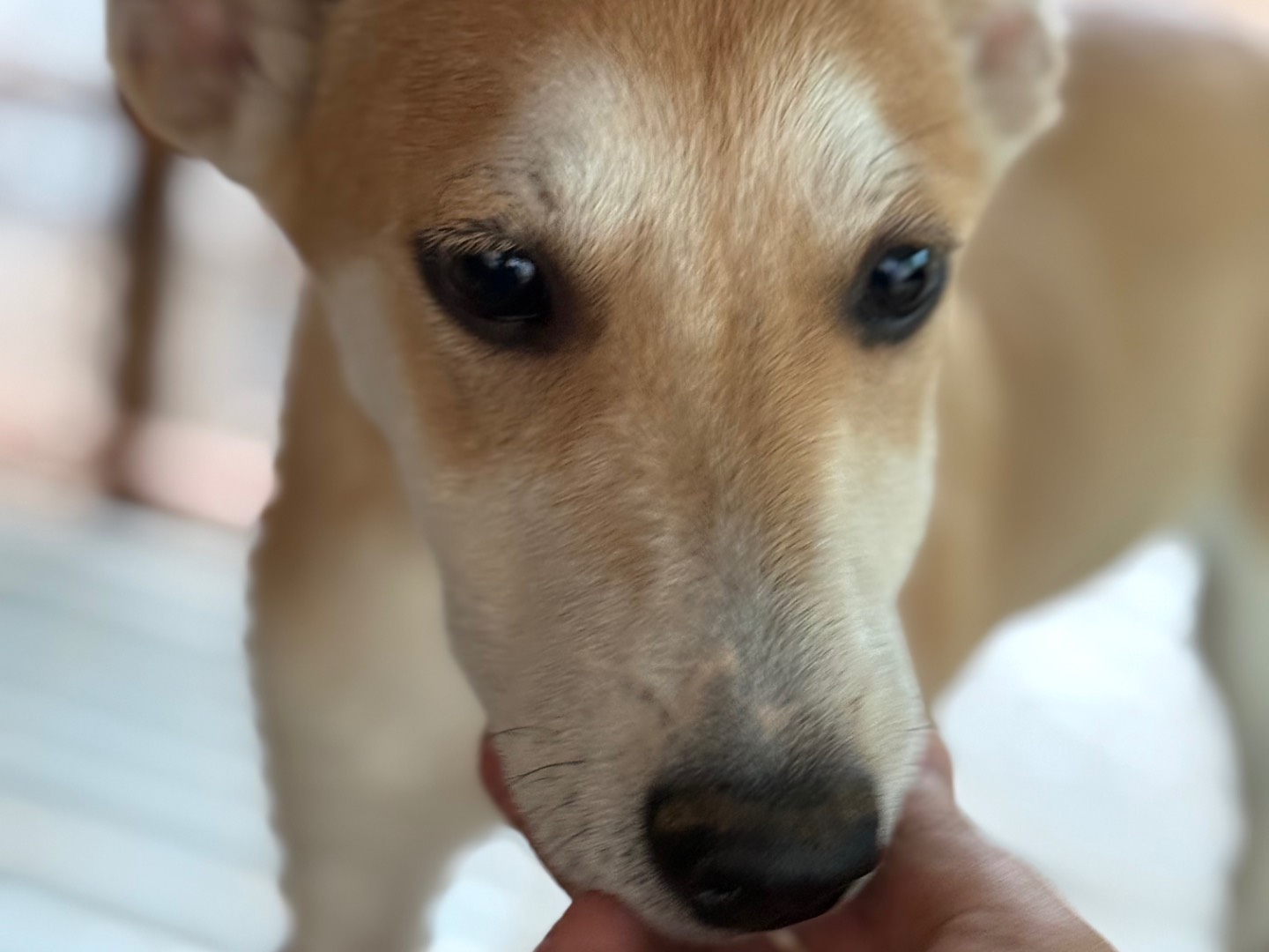 Adotta un cane, taglia media contenuta, maschio, Catanzaro