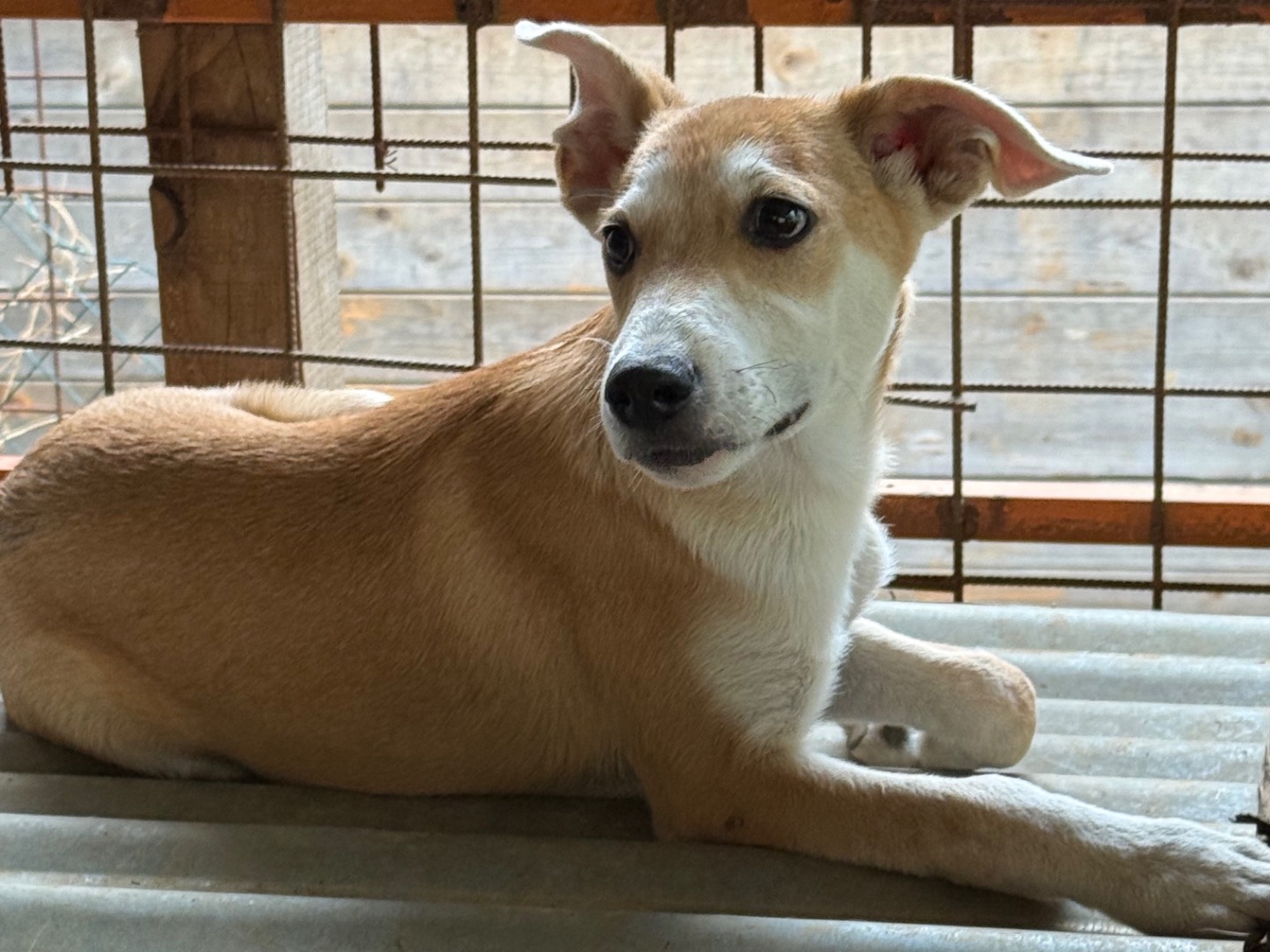 Vuoi adottare un cane a Catanzaro?