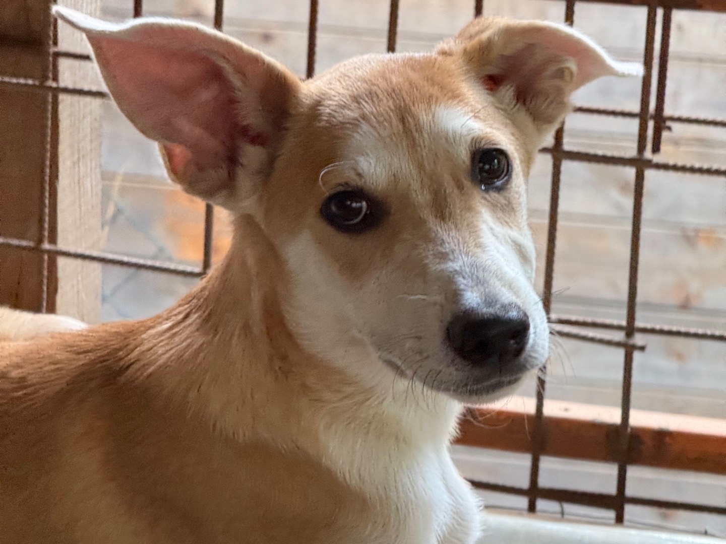 Adotta il cane Jerry a Catanzaro