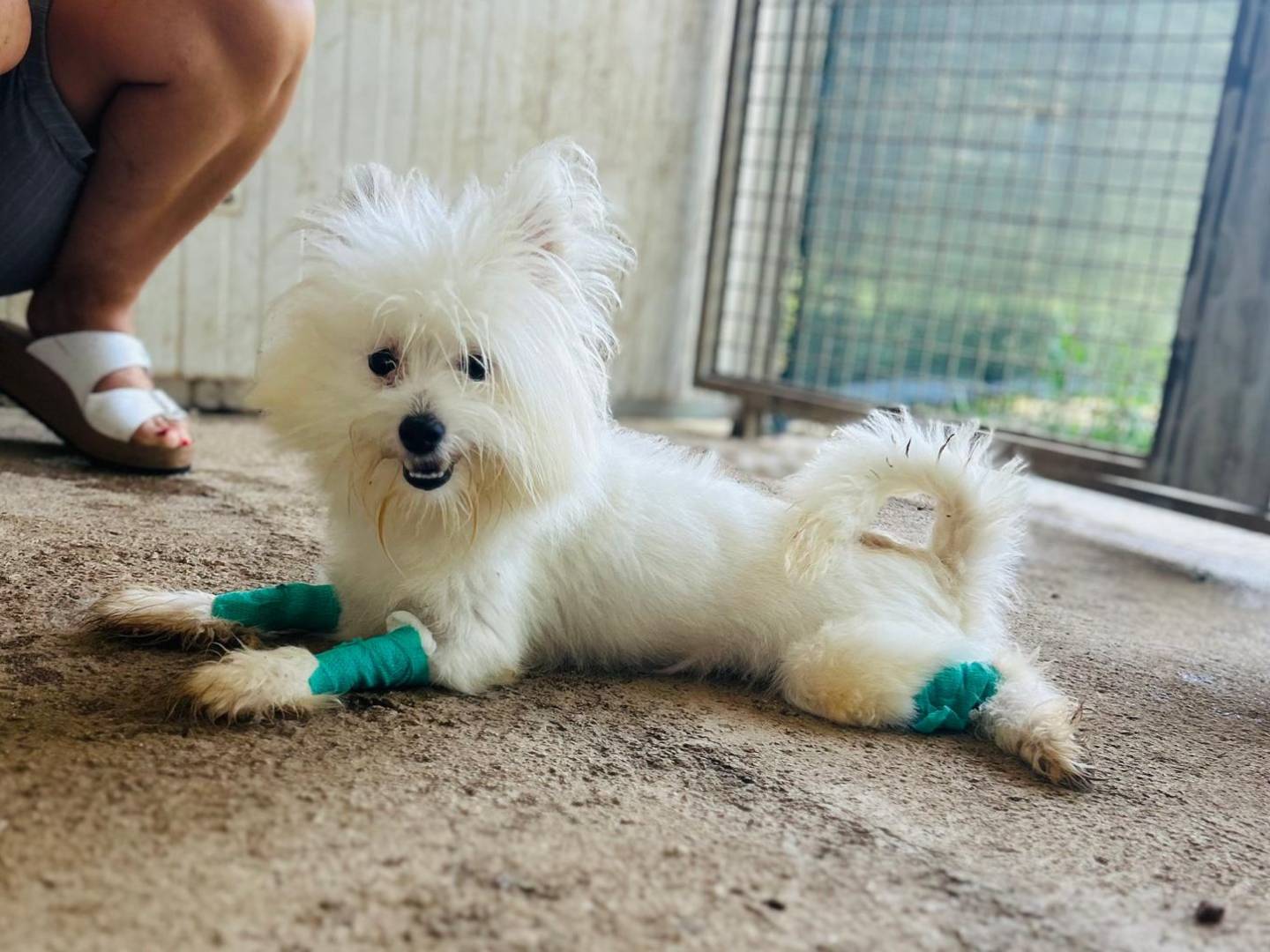 Adozione cane, maschio, Maltese Spitz, 1 mesi, taglia piccola, Varese
