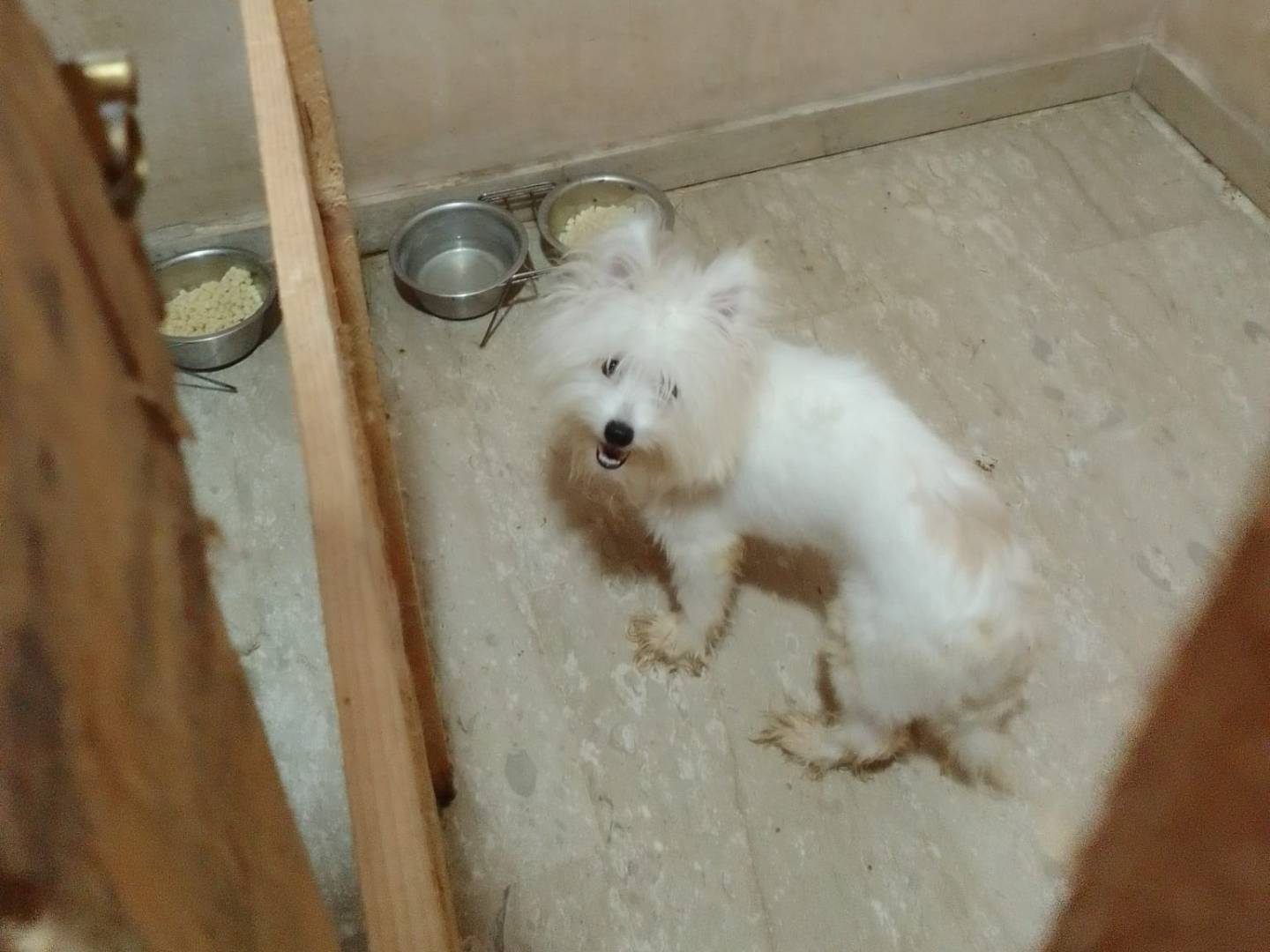 Adotta un cane, taglia piccola, maschio, Varese
