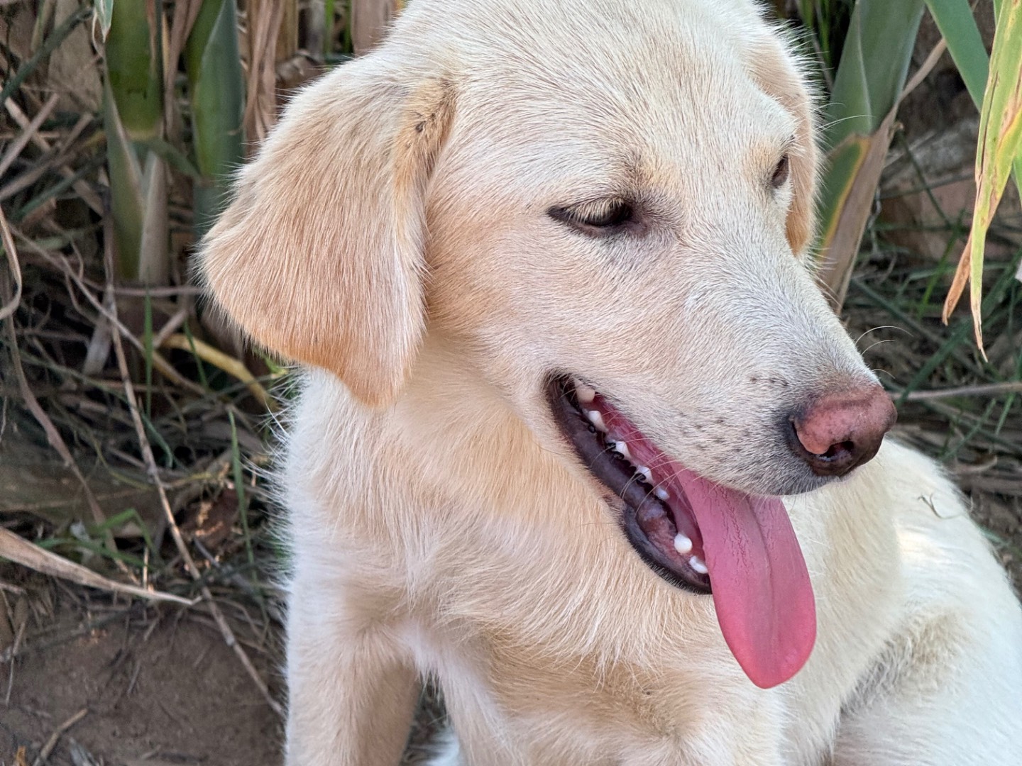 Vuoi adottare un cane a Catanzaro?