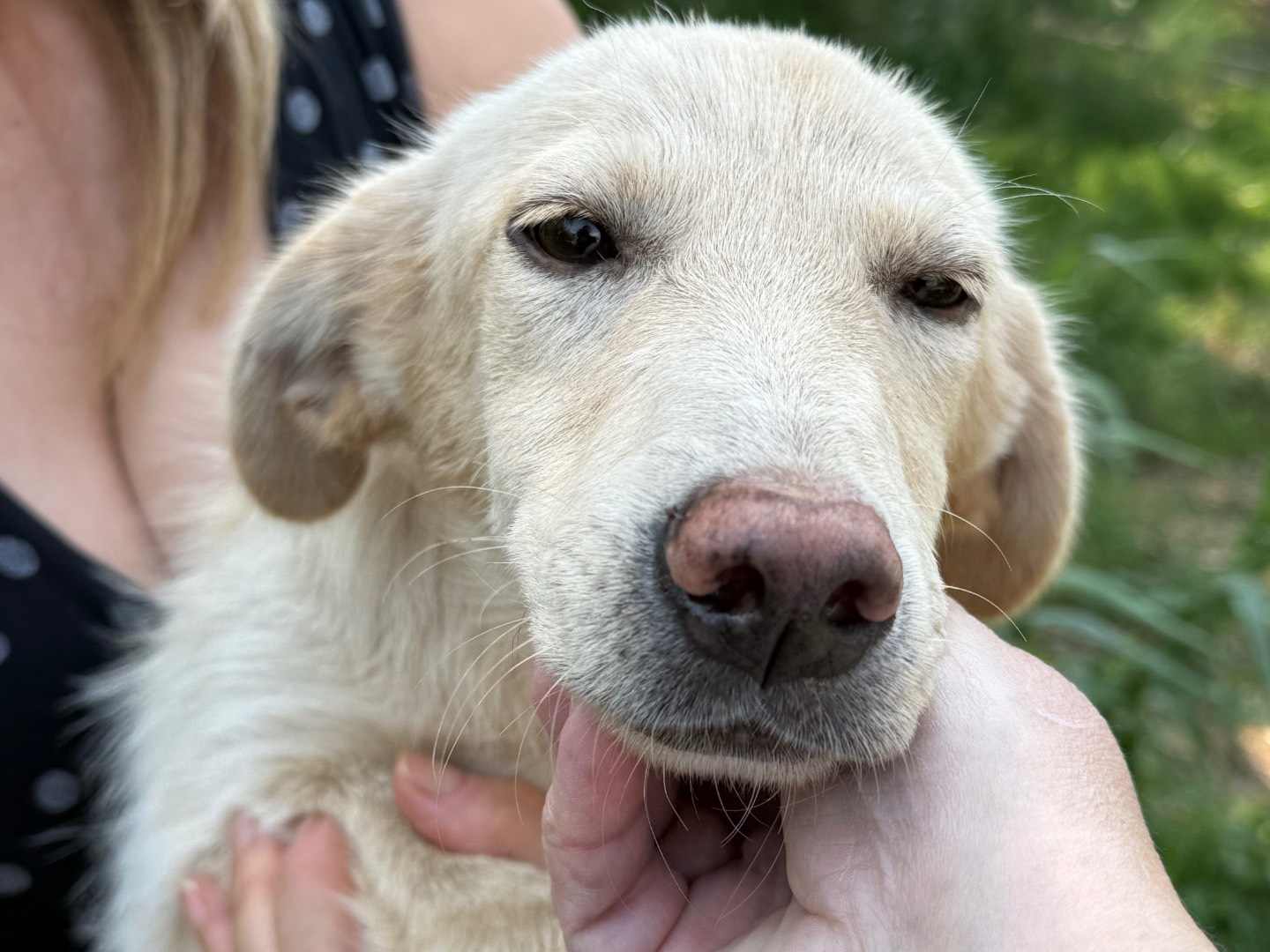 Adotta il cane Lady a Catanzaro