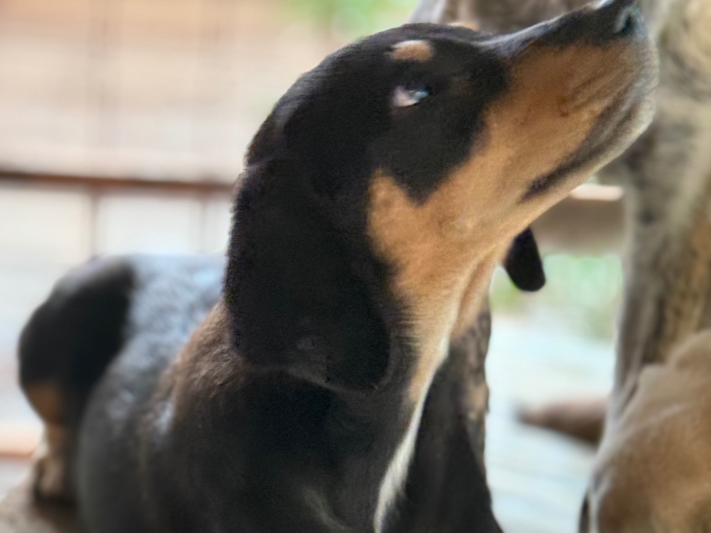 Vuoi adottare un cane a Catanzaro?