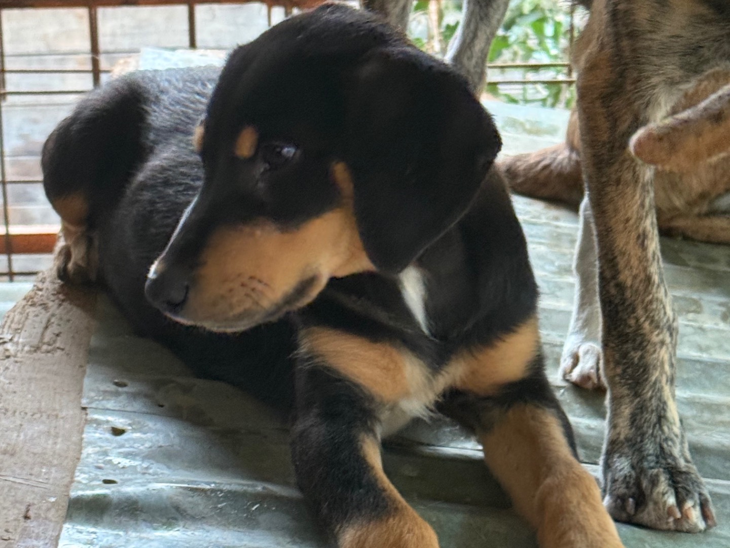 Adotta il cane Caramel a Catanzaro