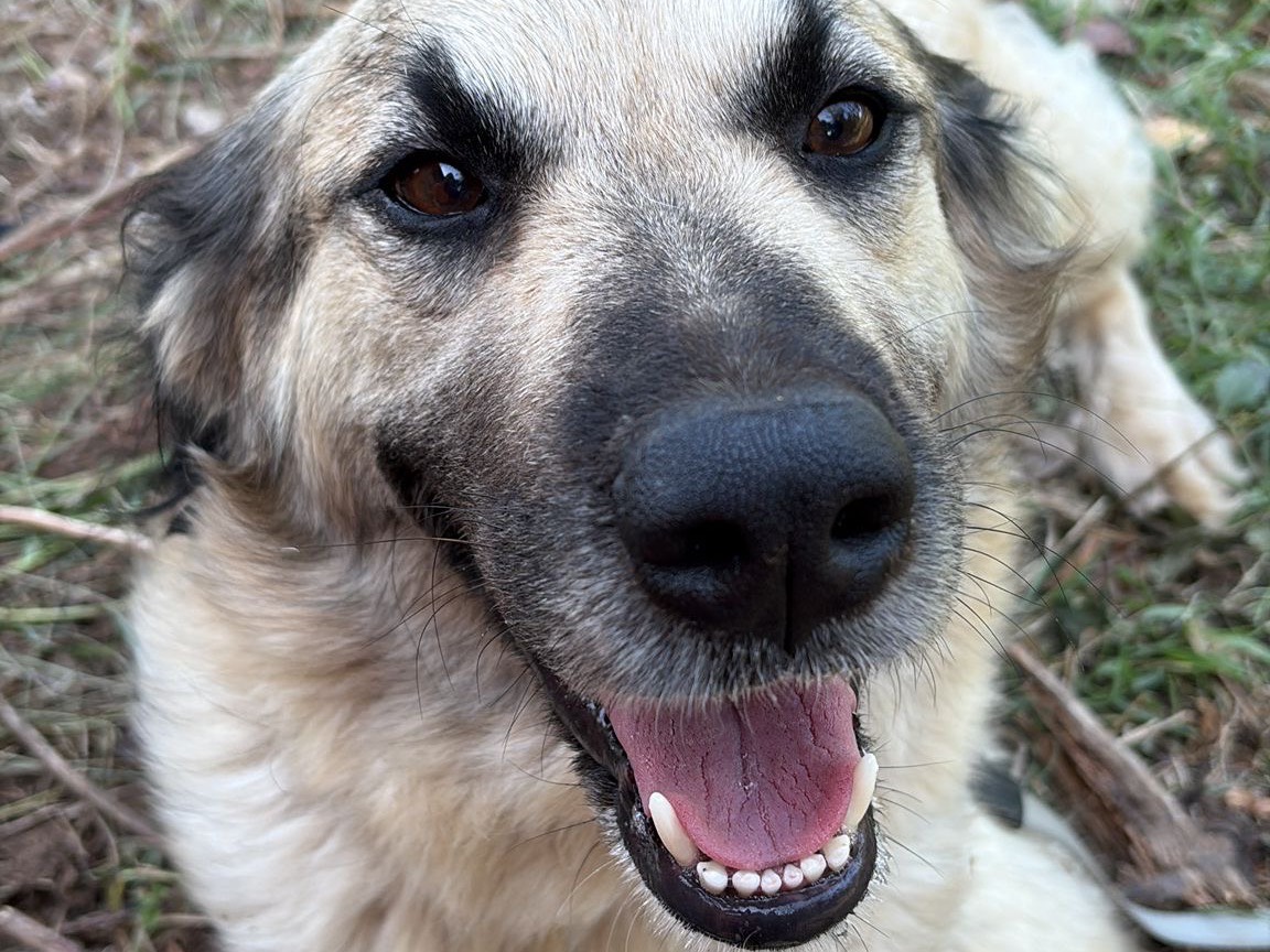 Adozione cane, femmina, Razza sconosciuta Razza sconosciuta, 4 anni e 6 mesi, taglia media, Catanzaro