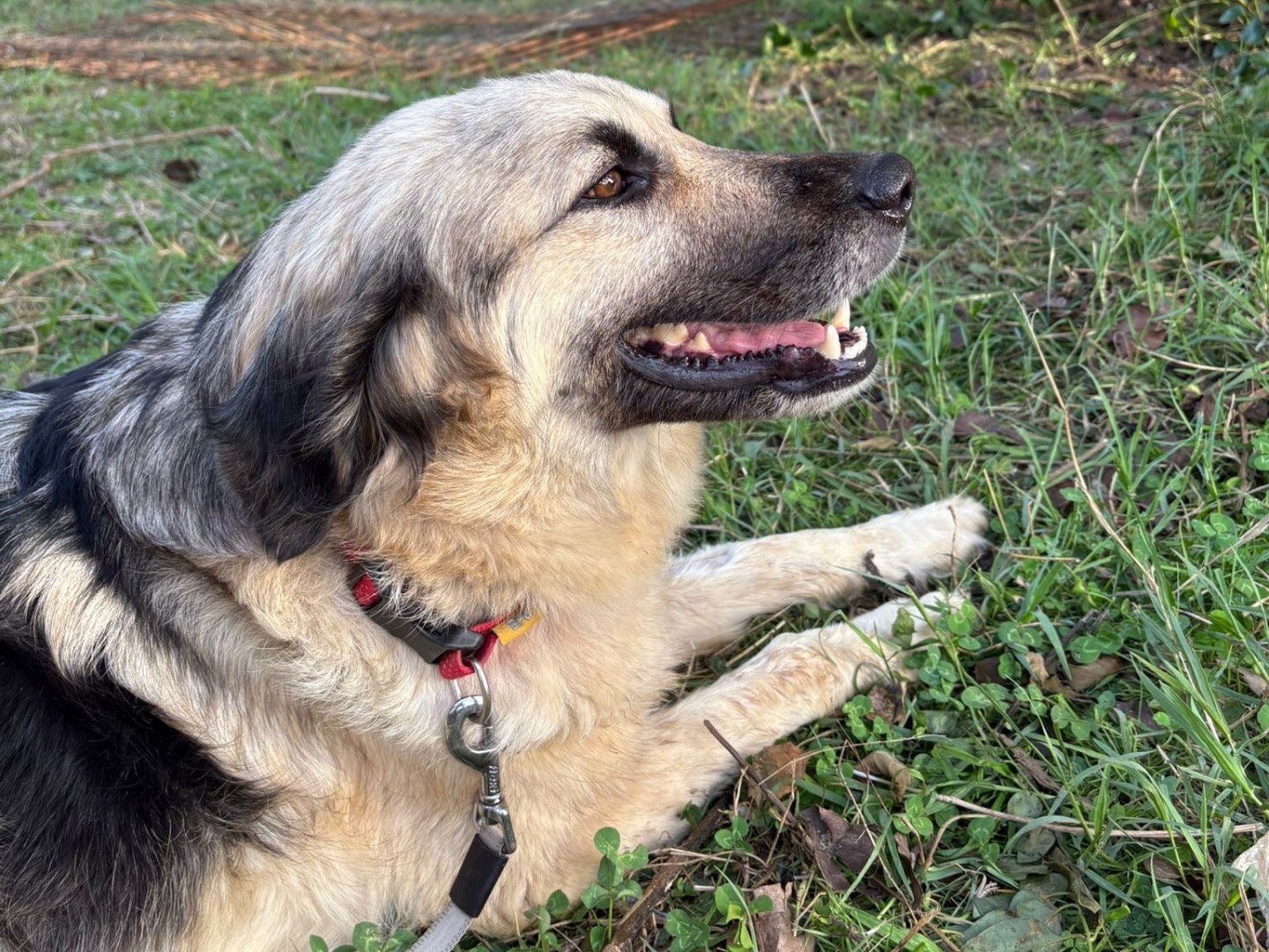 Adotta un cane, femmina, 4 anni e 6 mesi, Catanzaro