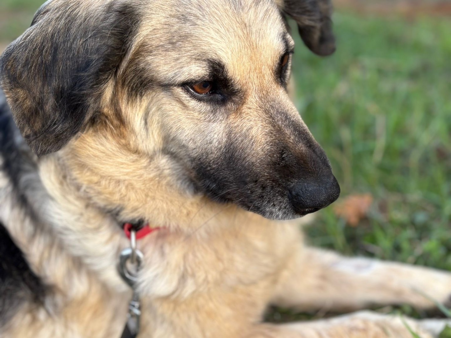 Adotta un cane, taglia media, femmina, Catanzaro