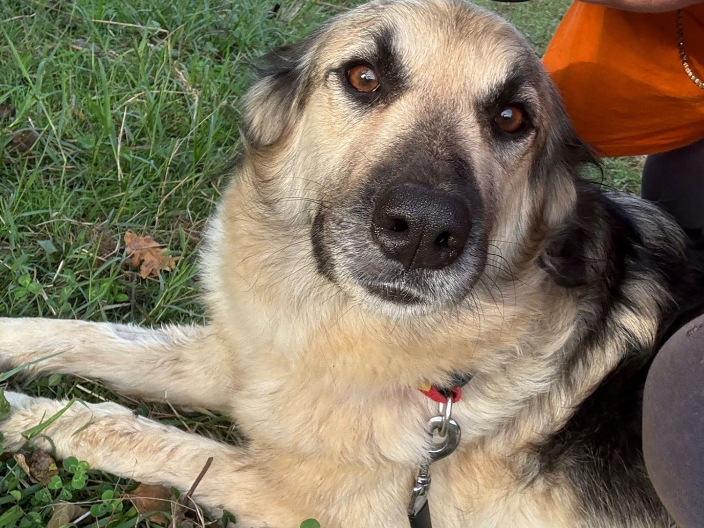 Vuoi adottare un cane a Catanzaro?