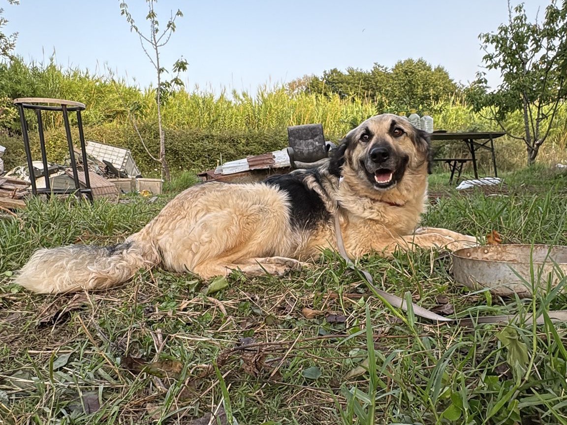 Adotta il cane Grace a Catanzaro