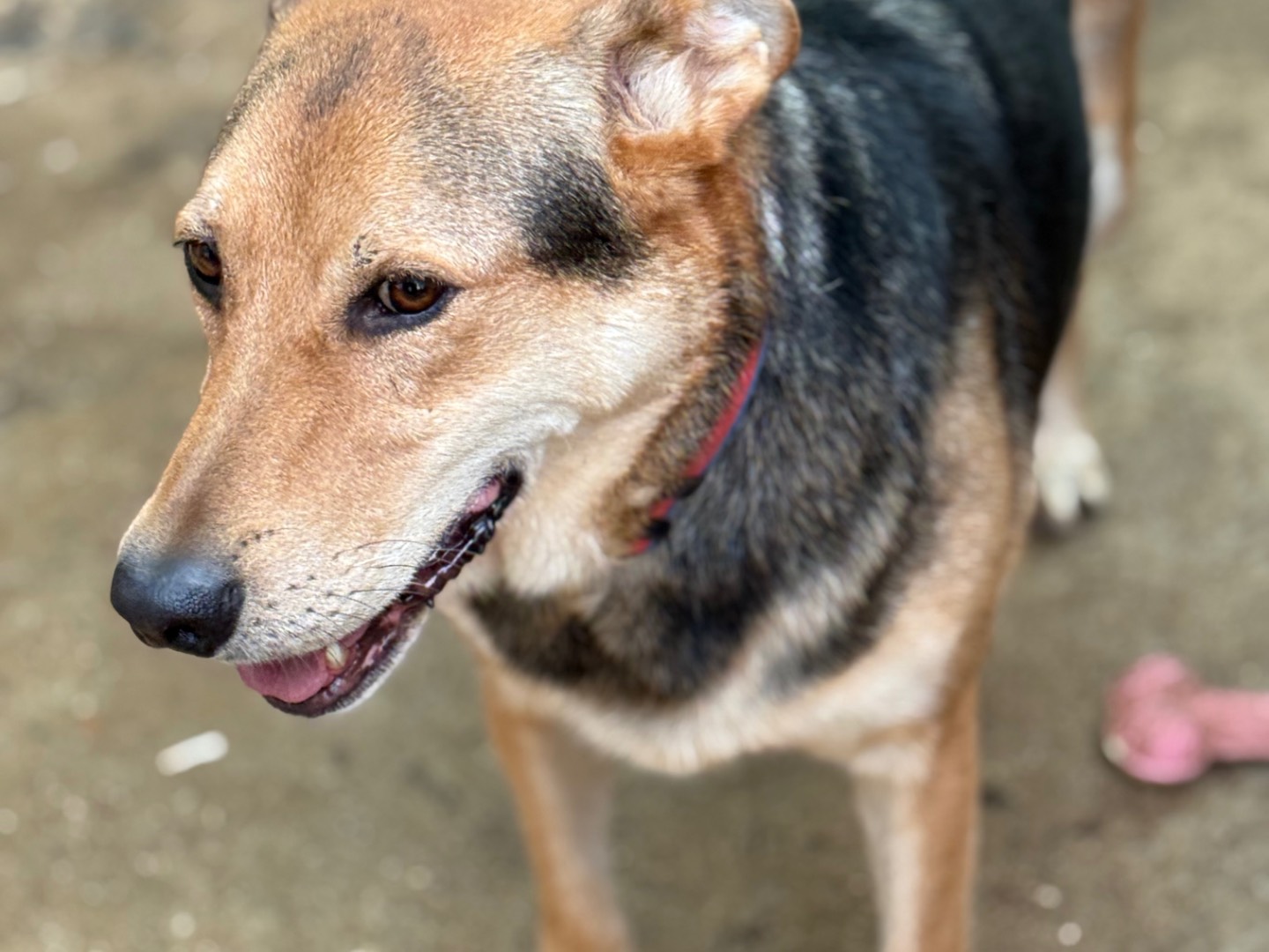 Adotta un cane, maschio, 8 anni e 6 mesi, Catanzaro