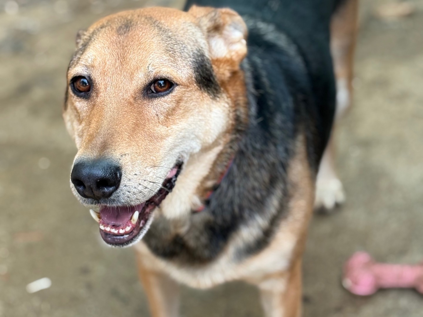 Adotta un cane, taglia grande, maschio, Catanzaro