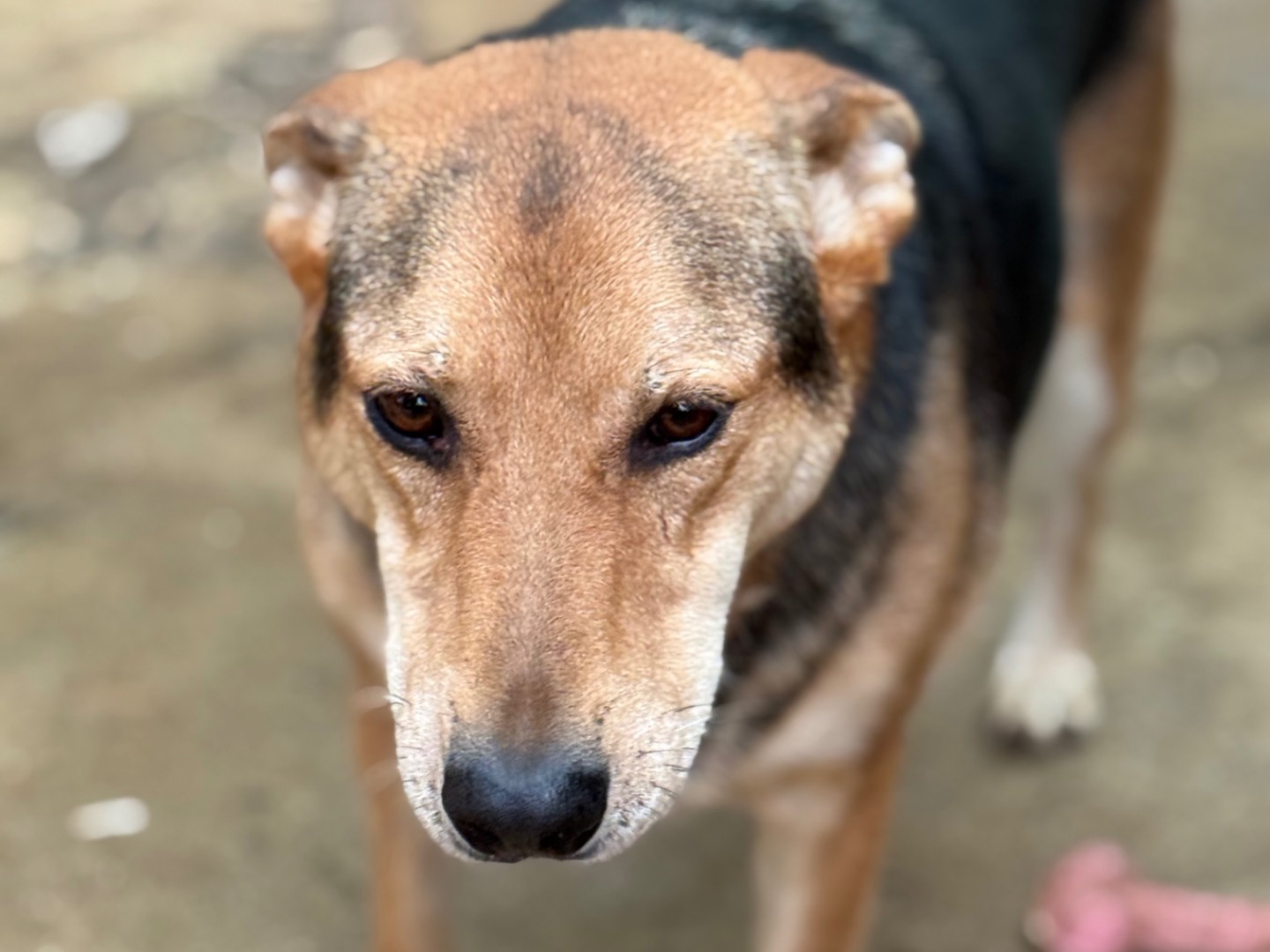 Vuoi adottare un cane a Catanzaro?