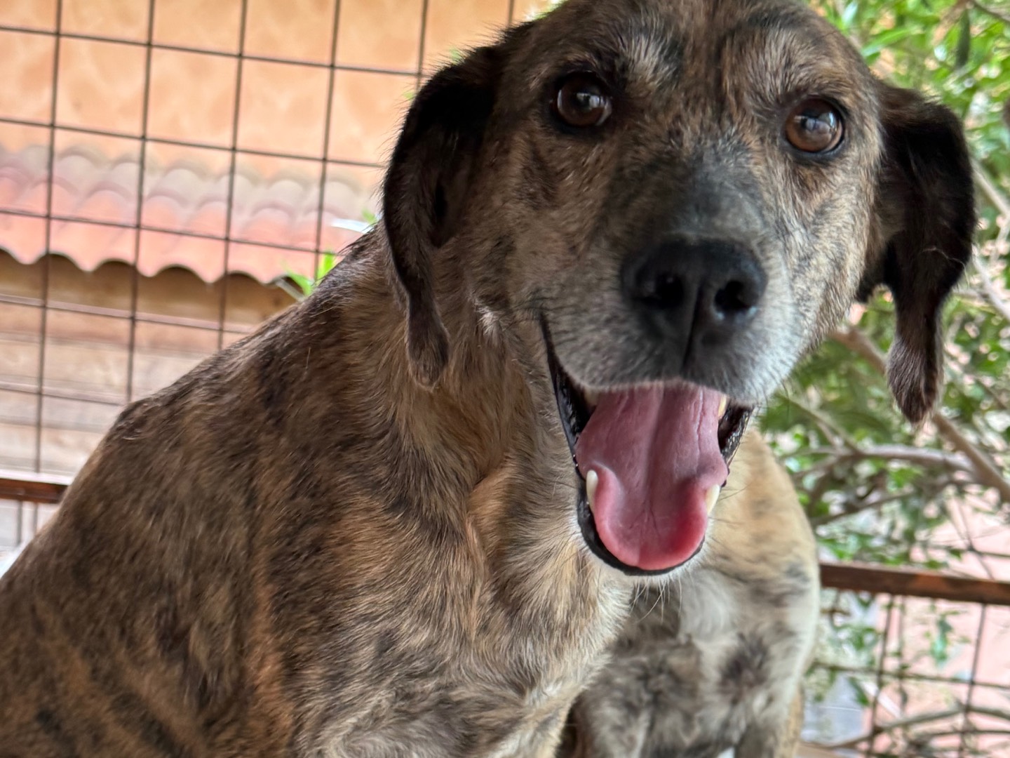 Adotta un cane, femmina, 2 anni e 6 mesi, Catanzaro