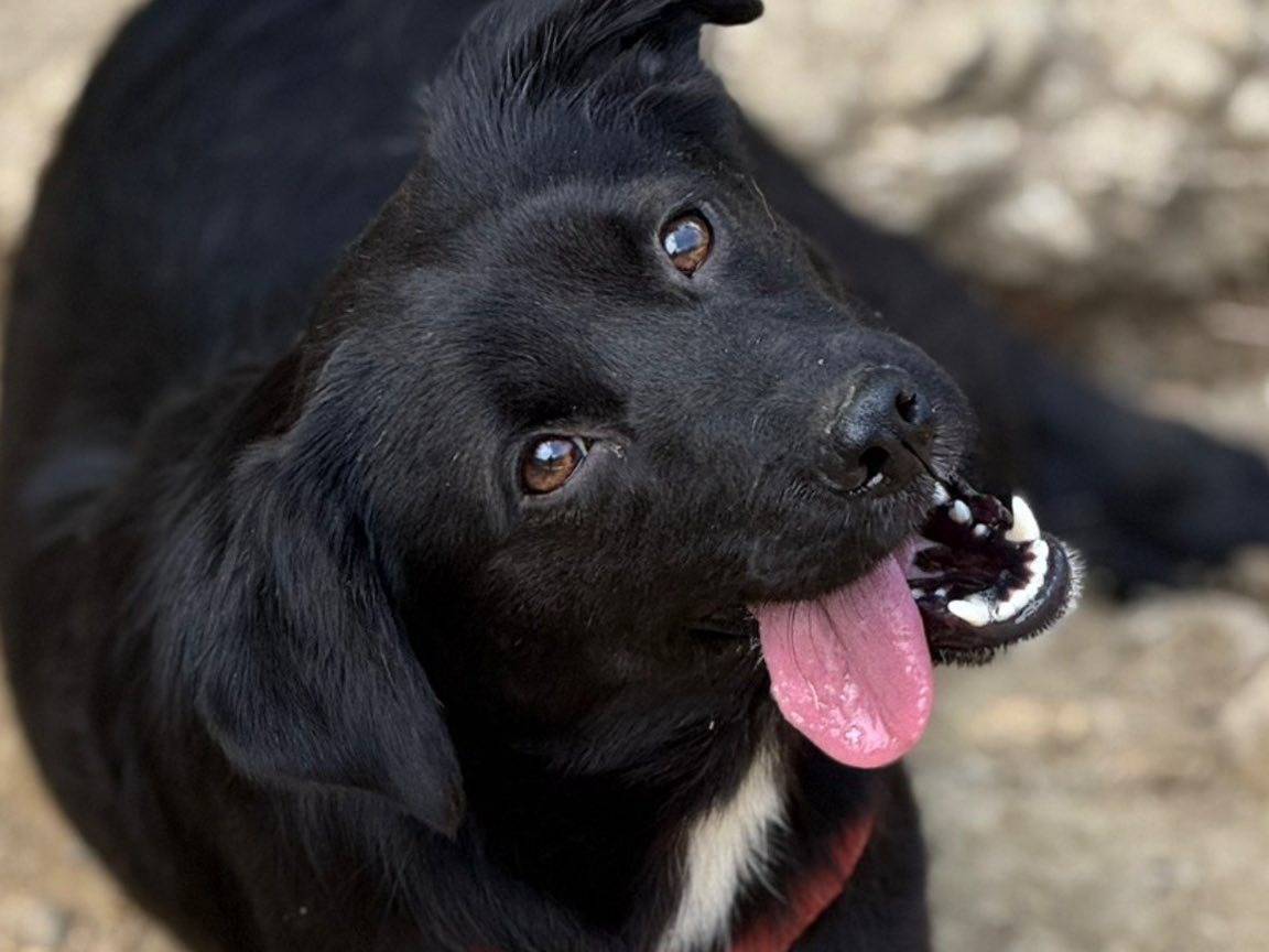 Adozione cane, femmina, Razza sconosciuta Razza sconosciuta, 2 anni, taglia media contenuta, Firenze