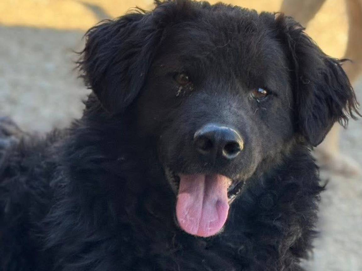 Adotta un cane, femmina, 2 anni, Firenze