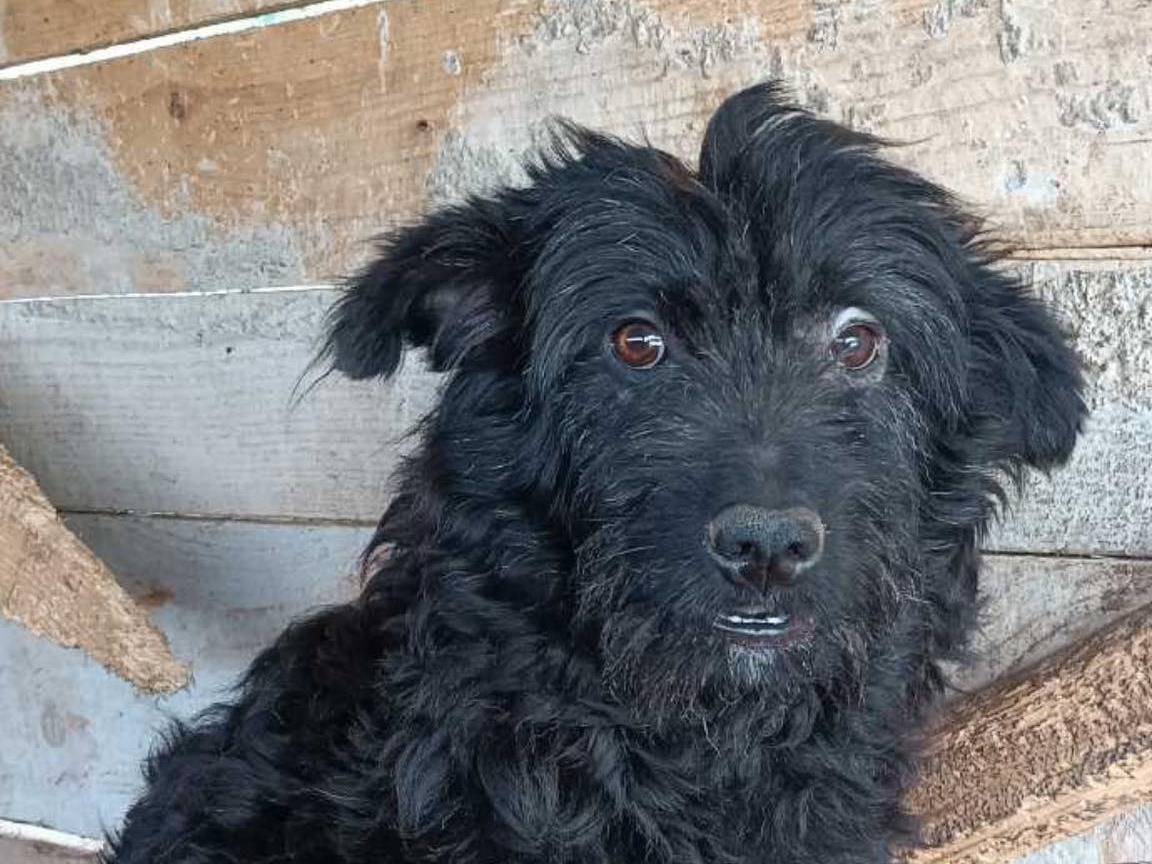 Adotta un cane, taglia media contenuta, femmina, Firenze
