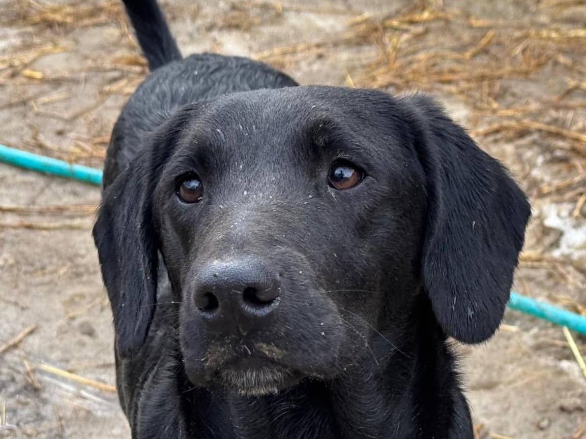 Vuoi adottare un cane a Firenze?