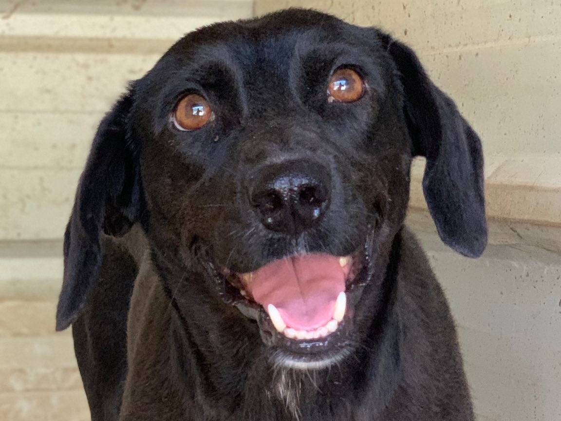 Adotta il cane TEAM TOTAL BLACK a Firenze