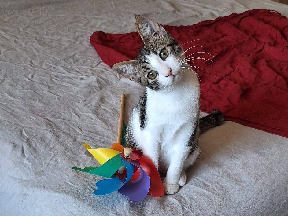 Adozione gatto, femmina, Razza sconosciuta Razza sconosciuta, 3 mesi, taglia non valida, Torino