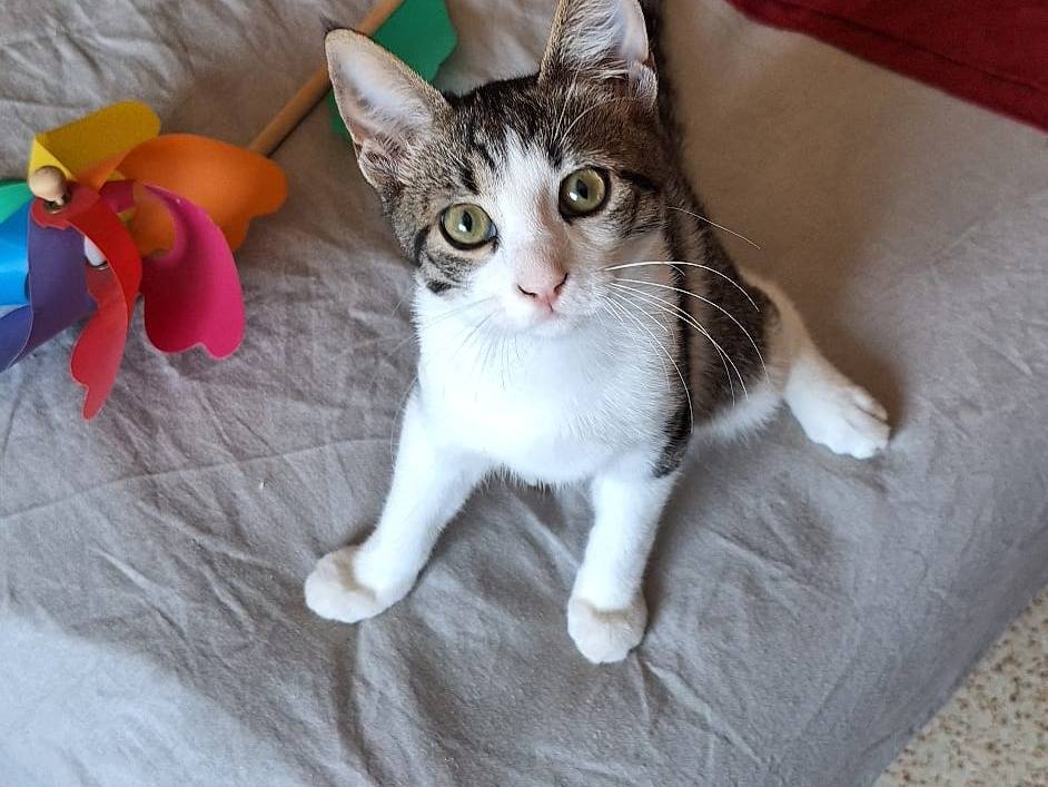 Adotta un gatto, femmina, 3 mesi, Torino