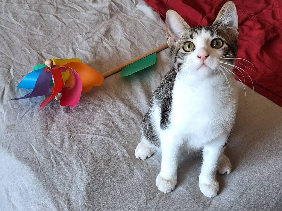 Adotta un gatto, taglia non valida, femmina, Torino