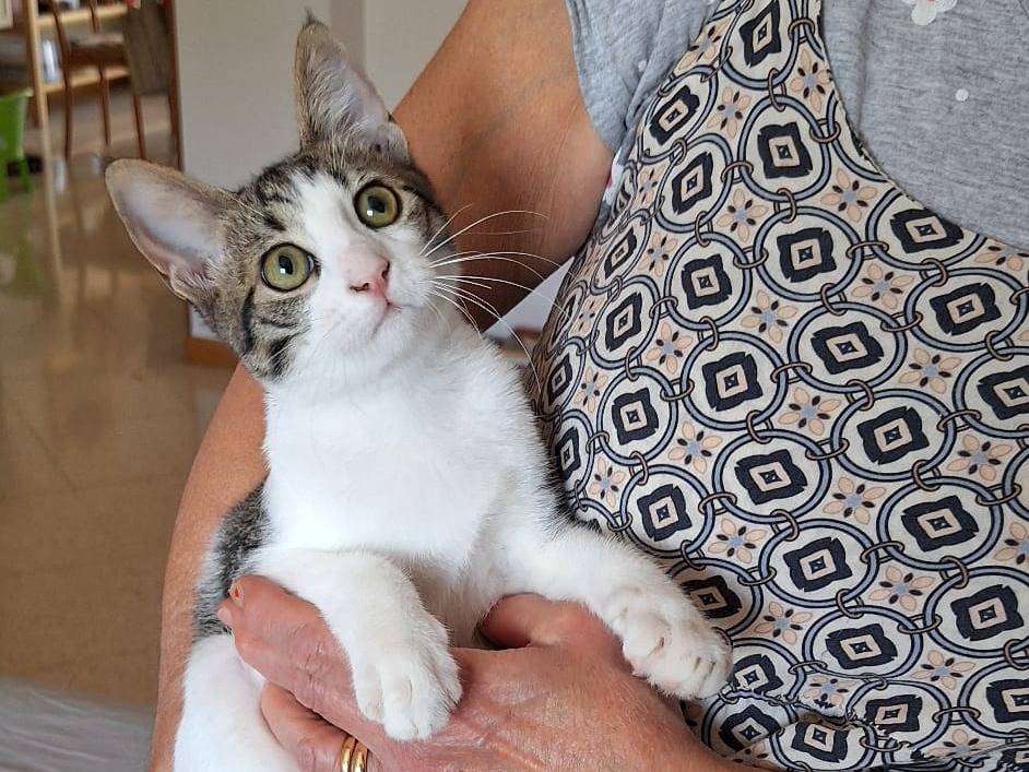 Vuoi adottare un gatto a Torino?