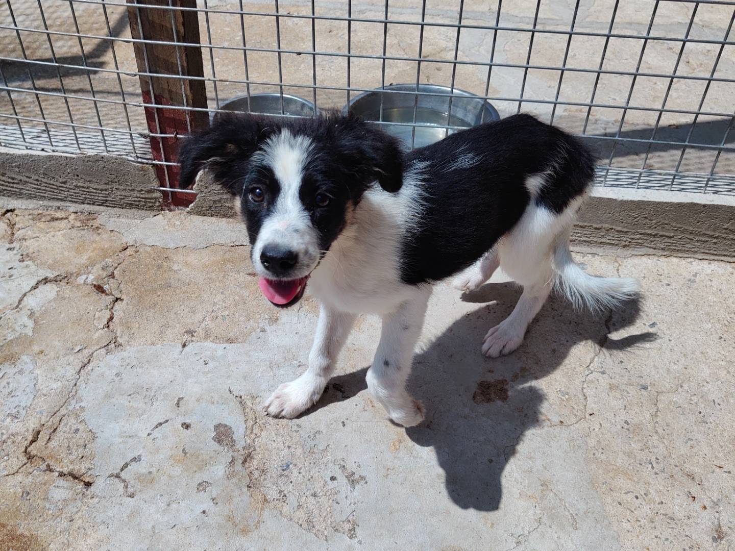 Adozione cane, maschio, Border Collie Razza sconosciuta, 2 mesi, taglia media, Vibo