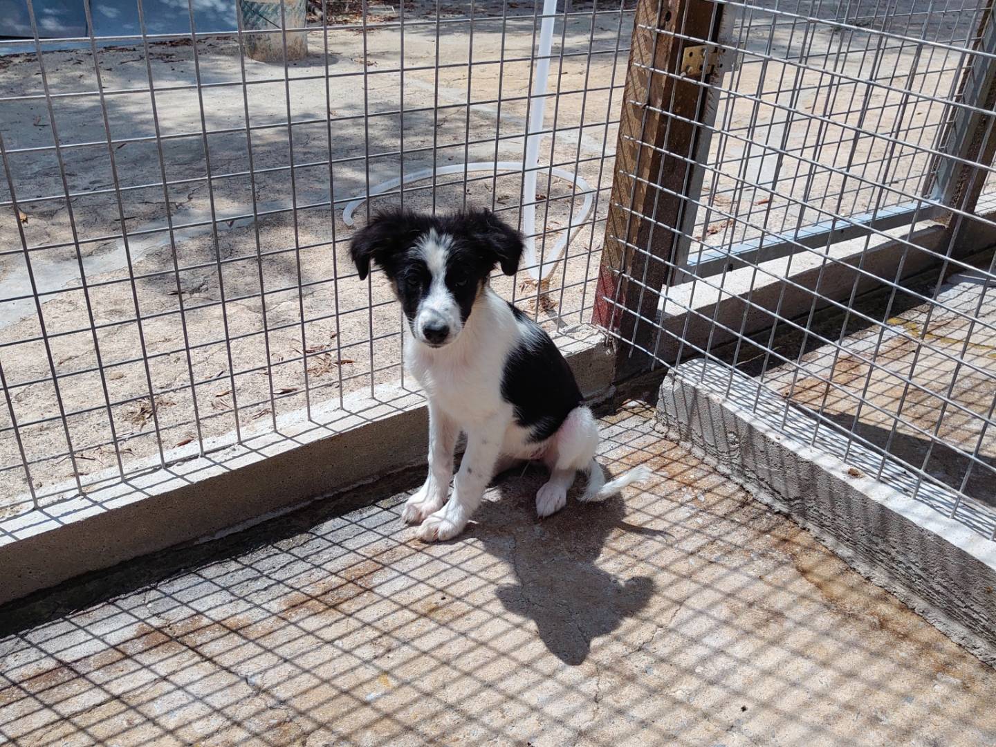 Adotta un cane, maschio, 2 mesi, Vibo