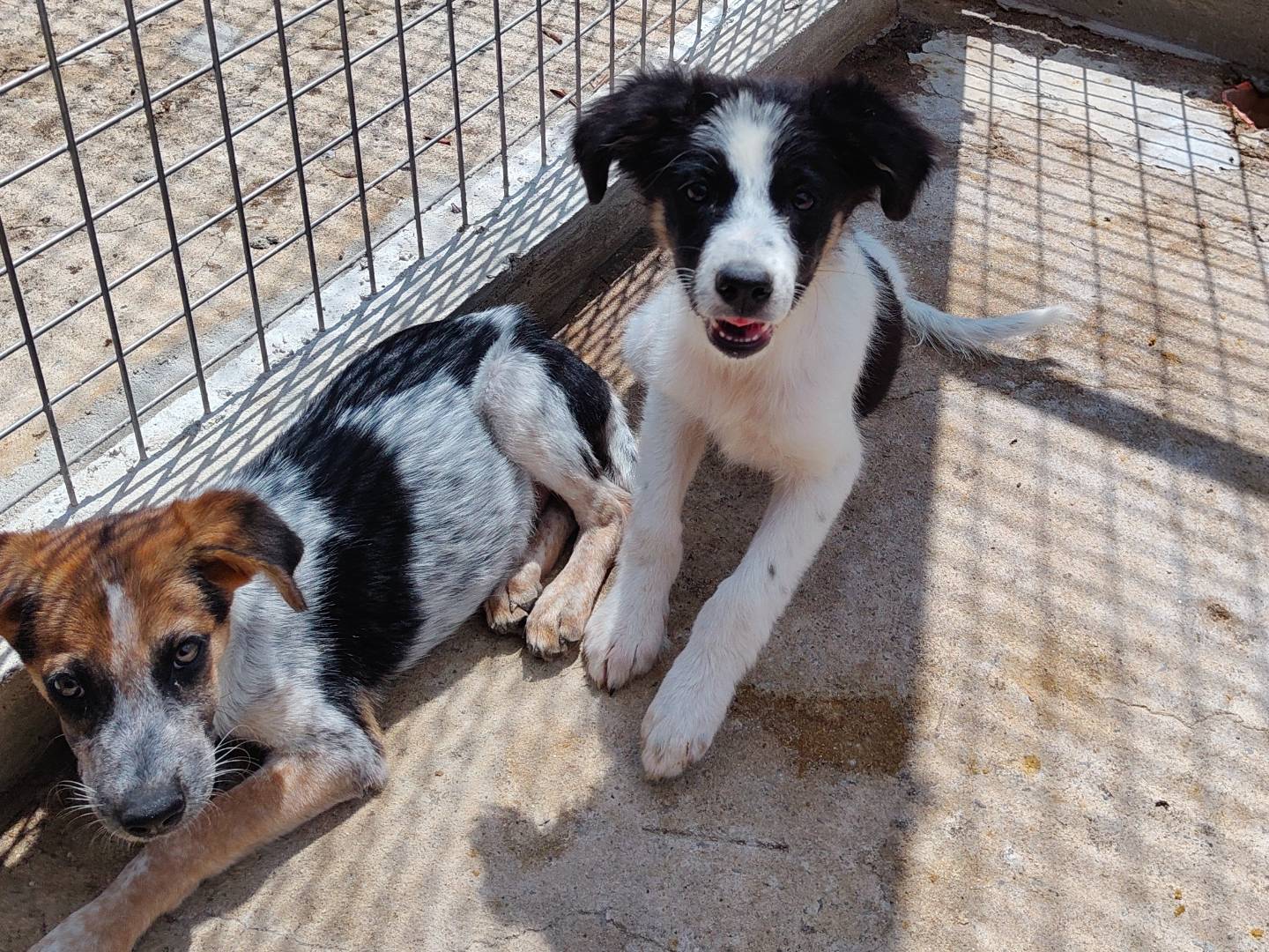 Adotta un cane, taglia media, maschio, Vibo