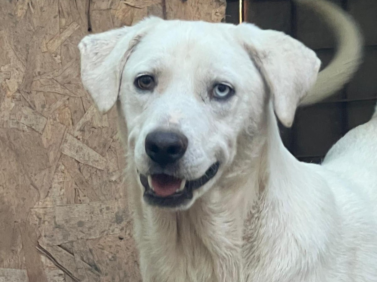 Adozione cane, maschio, Razza sconosciuta Razza sconosciuta, 1 anno, taglia media, Roma