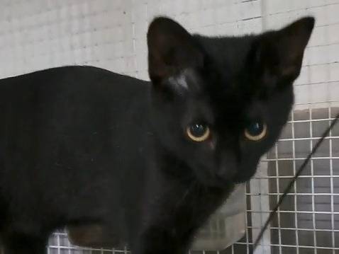 Vuoi adottare un gatto a Milano?
