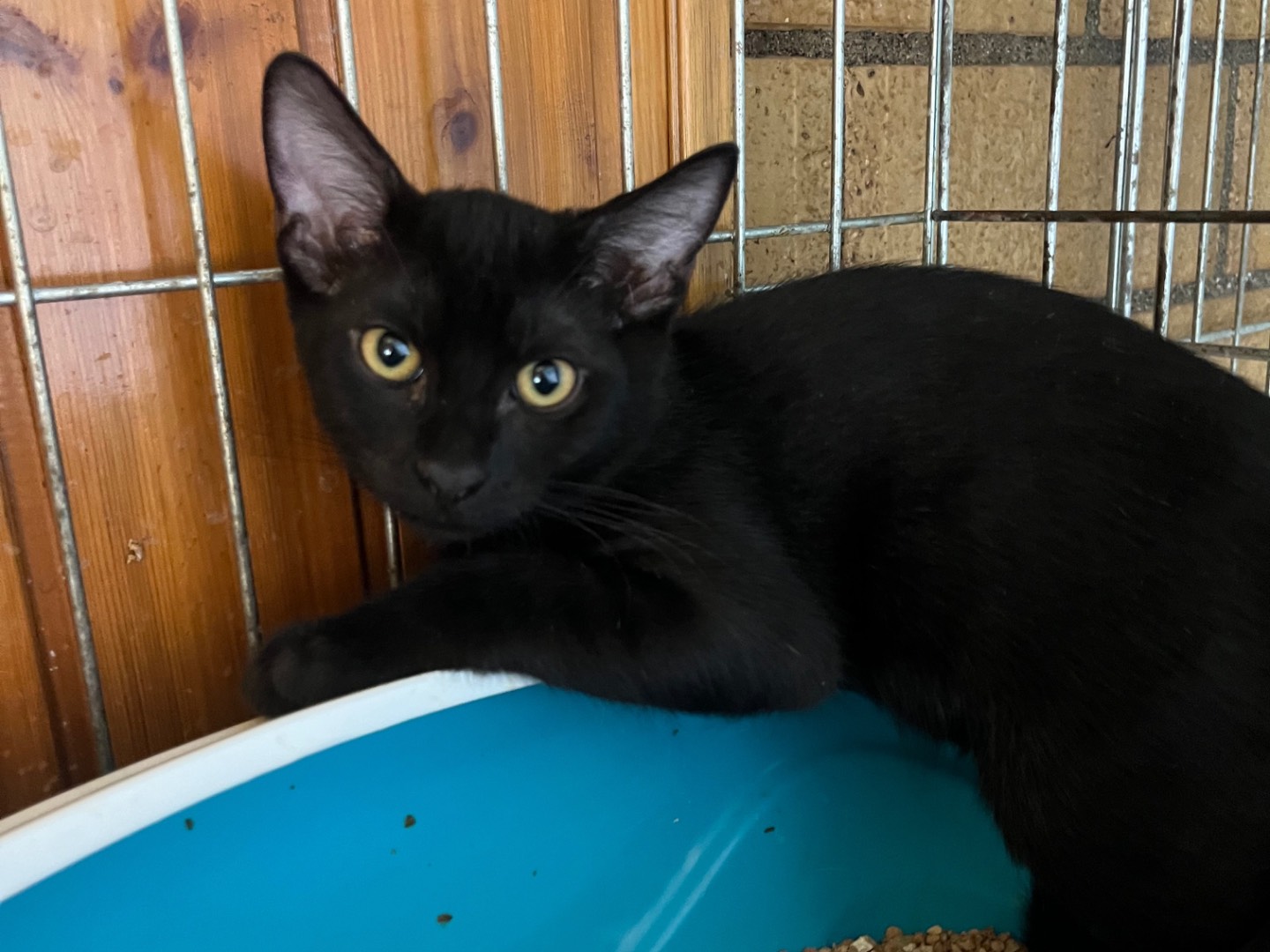 Adozione gatto, maschio, Razza sconosciuta Razza sconosciuta, 2 mesi, taglia non valida, Potenza