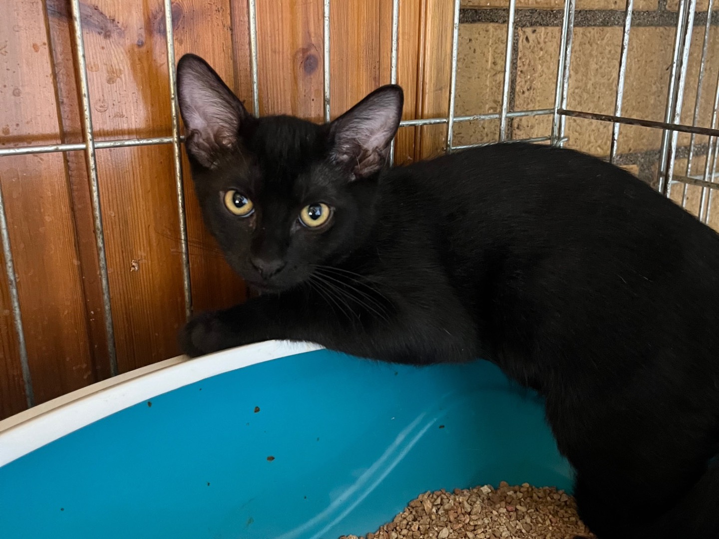 Adotta un gatto, maschio, 2 mesi, Potenza
