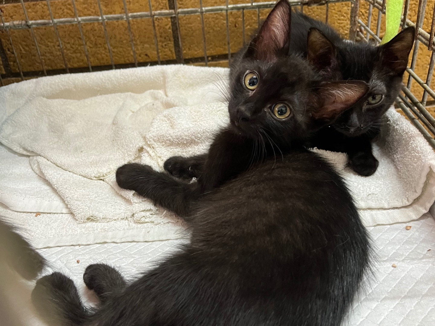 Adotta un gatto, taglia non valida, maschio, Potenza