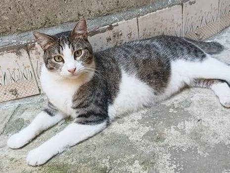 Adozione gatto, maschio, Razza sconosciuta Razza sconosciuta, 2 anni e 1 mese, taglia non valida, Torino