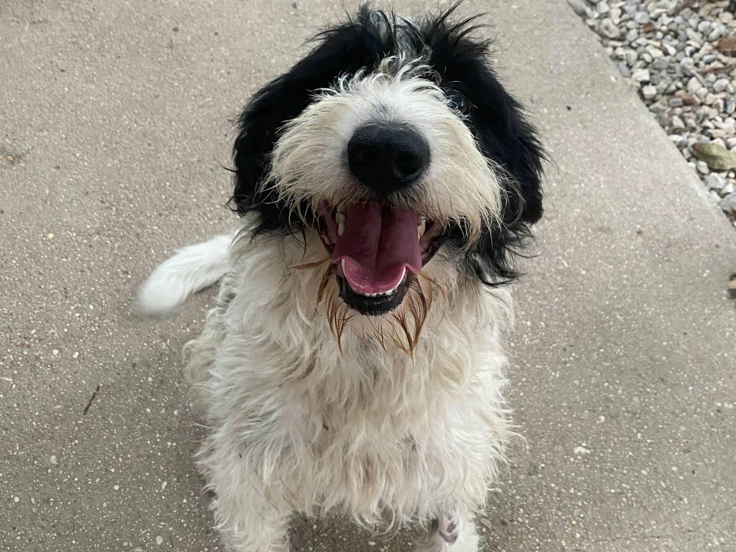 Adozione cane, maschio, Razza sconosciuta Razza sconosciuta, 8 mesi, taglia media contenuta, Teramo