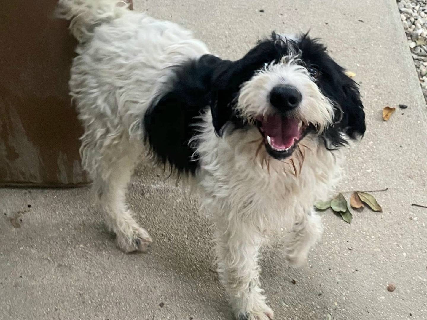 Adotta un cane, maschio, 8 mesi, Teramo