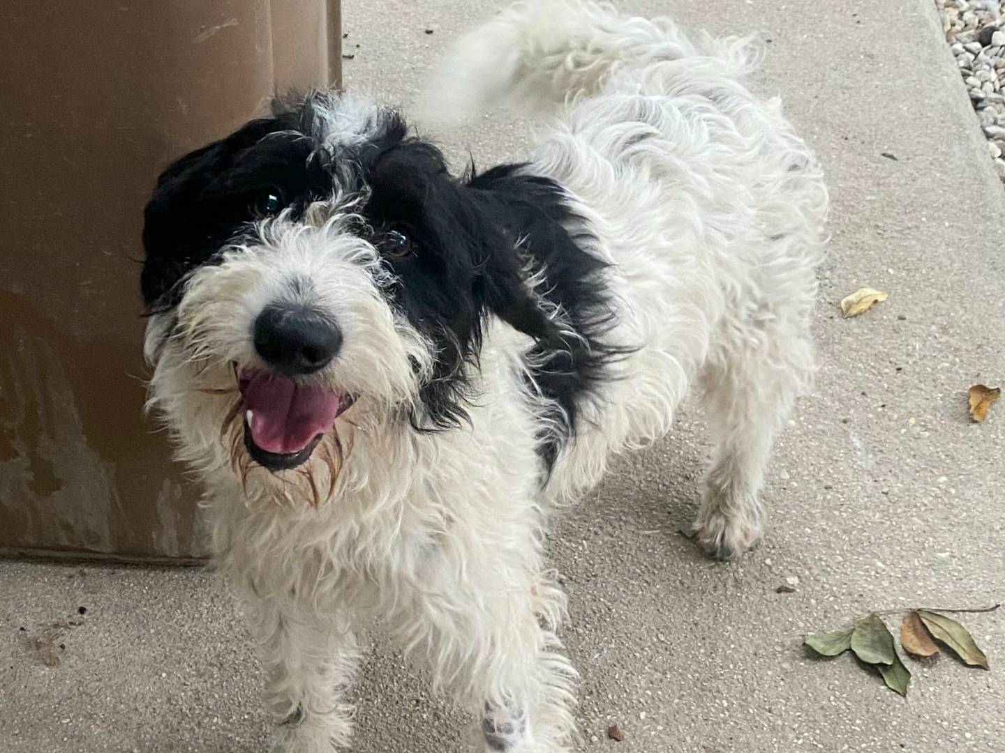 Adotta un cane, taglia media contenuta, maschio, Teramo