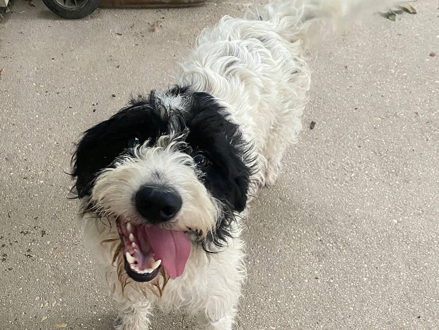 Vuoi adottare un cane a Teramo?