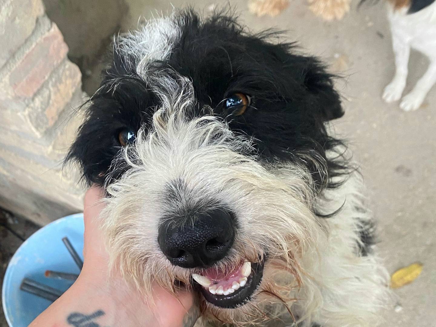Adotta il cane Leonardo di Caprio a Teramo