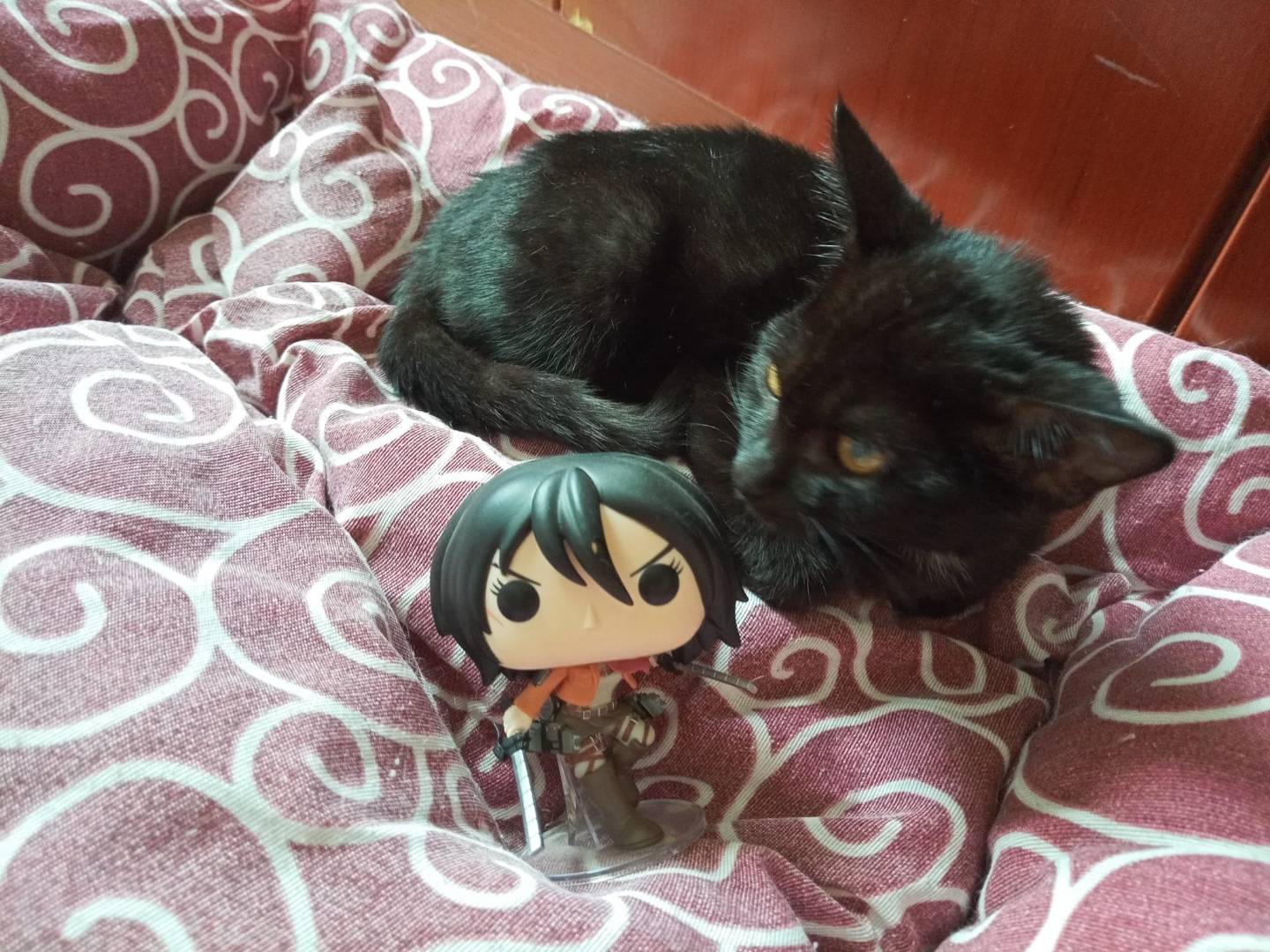 Adozione gatto, femmina, Razza sconosciuta Razza sconosciuta, 1 mesi, taglia non valida, Milano