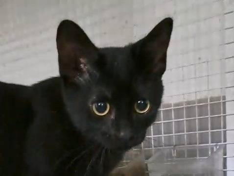Adotta un gatto, taglia non valida, femmina, Milano