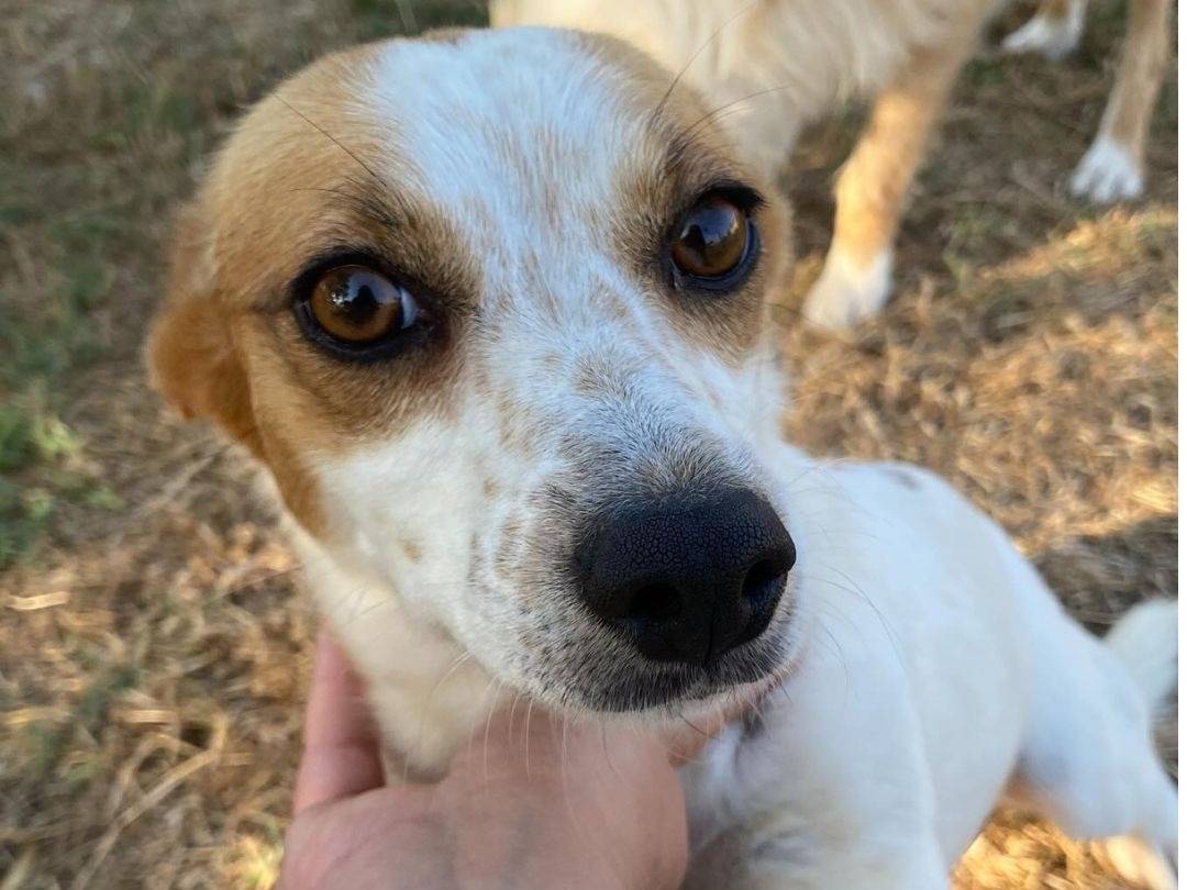 Adozione cane, femmina, Jack Russell Terrier Razza sconosciuta, 2 anni, taglia piccola, Latina