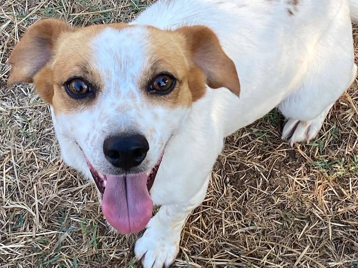 Adotta un cane, femmina, 2 anni, Latina