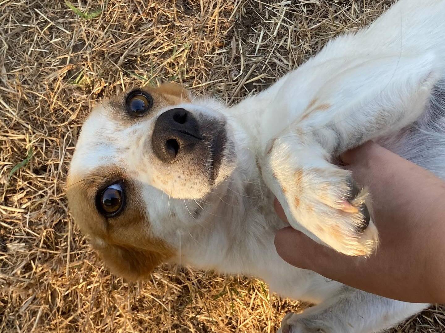 Adotta un cane, taglia piccola, femmina, Latina